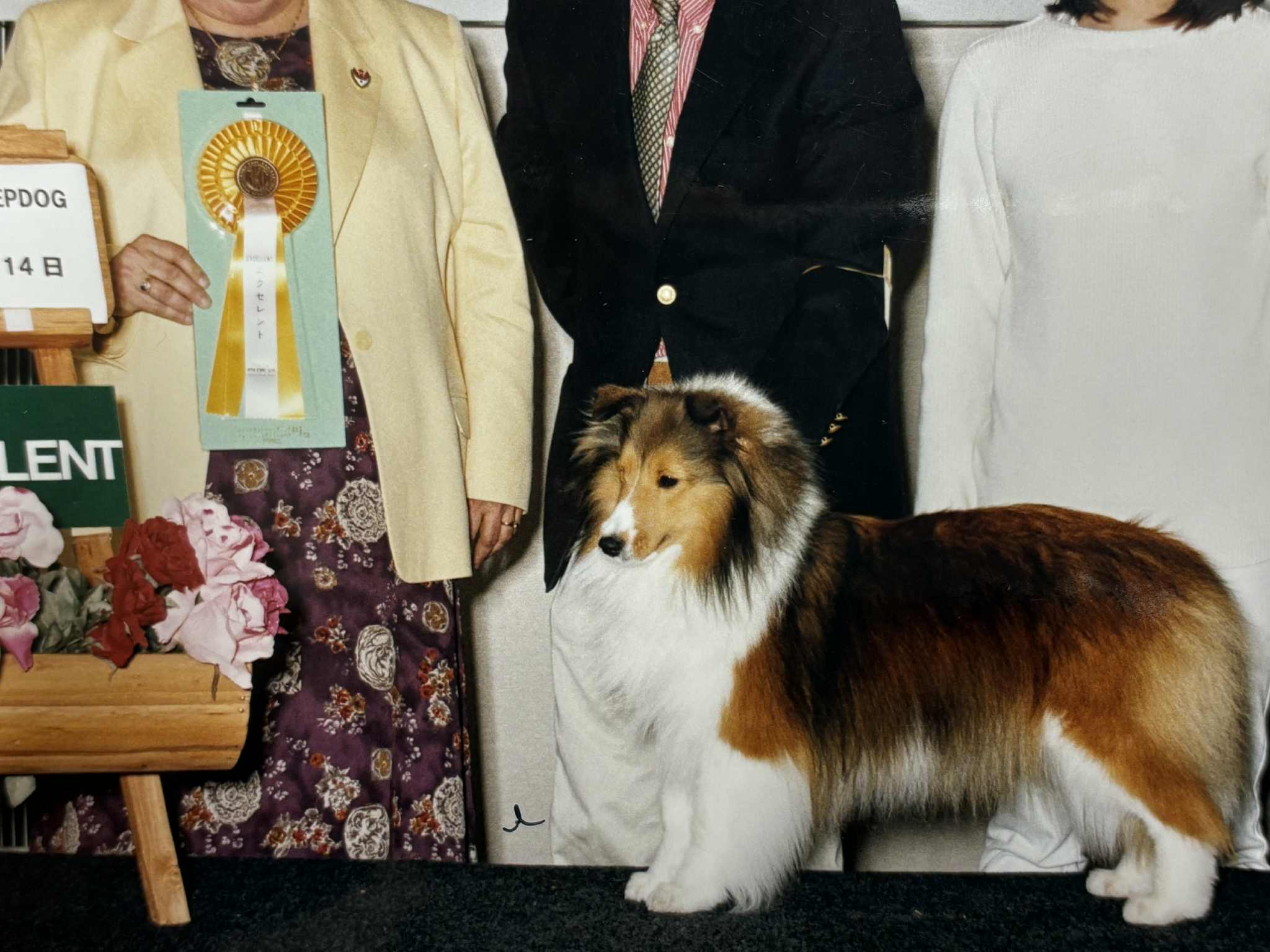 当犬舎の元祖犬シェルティー（女の子、セーブル＆ホワイト）のラムちゃんです。