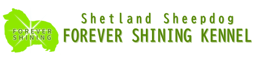 シェルティー専門ブリーダー「フォーエバーシャイニング」