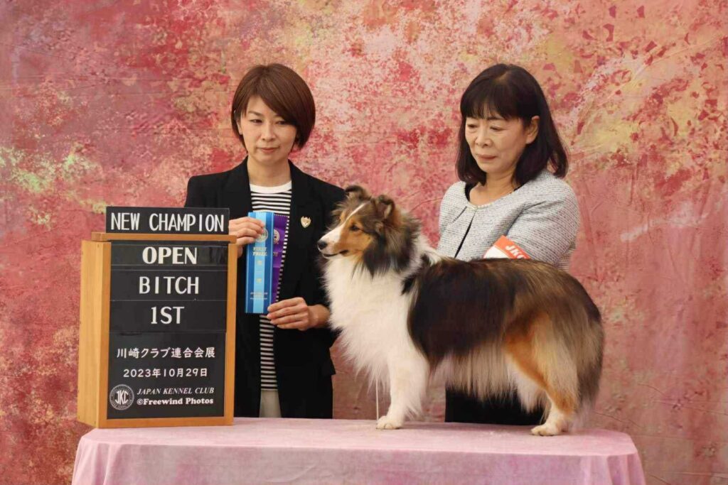 プルメリア（シェルティー、メス、セーブル＆ホワイト）。ジャパンケネルクラブチャンピオン完成しました。