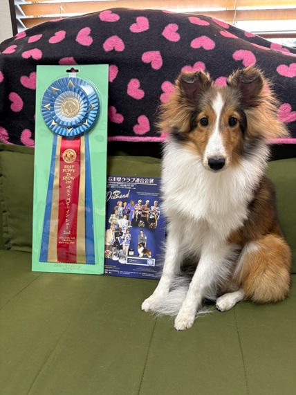 シェルティーぺんぺん。石川県連合会ドッグショーパピークラスで2ｃｄ頂きました