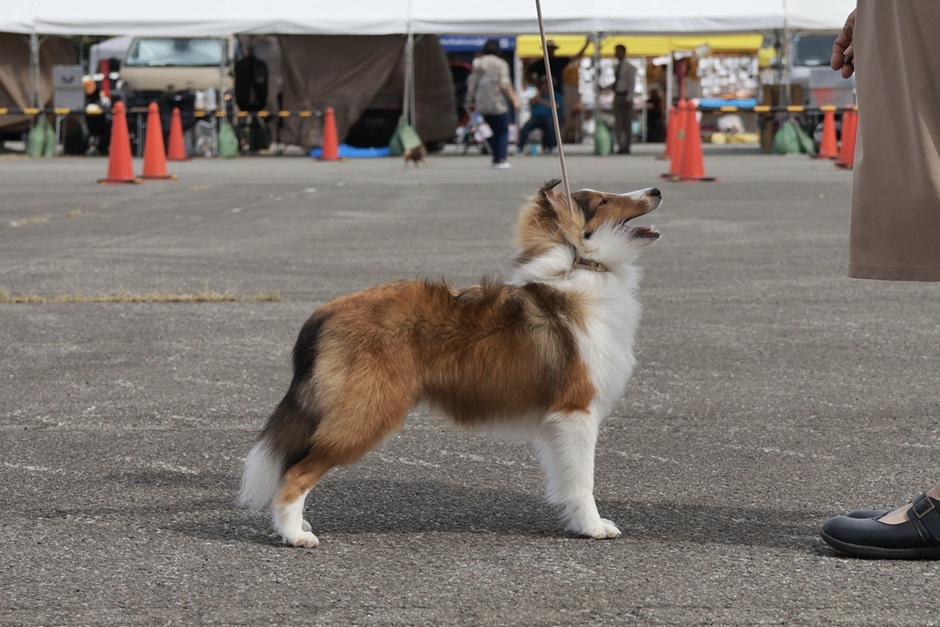シェルティーぺんぺん、ドッグショー審査中