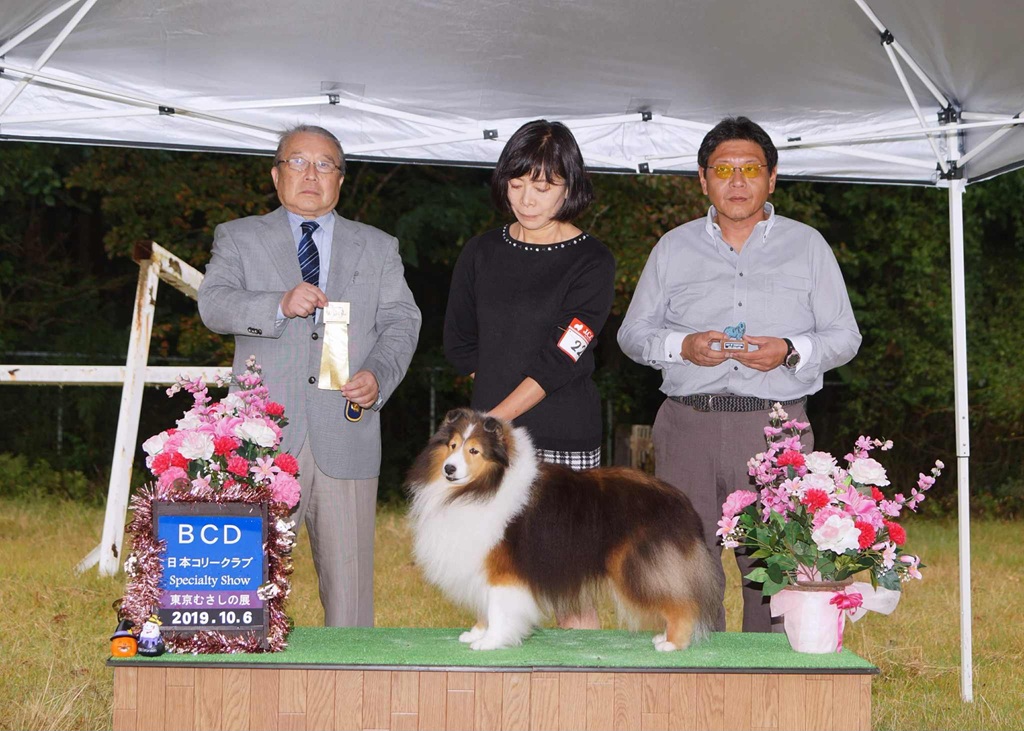 ピッピ（シェルティ、メス、セーブル＆ホワイト）、日本コリークラブ（JCC）東京むさしの展にて、2019年10月06日撮影。