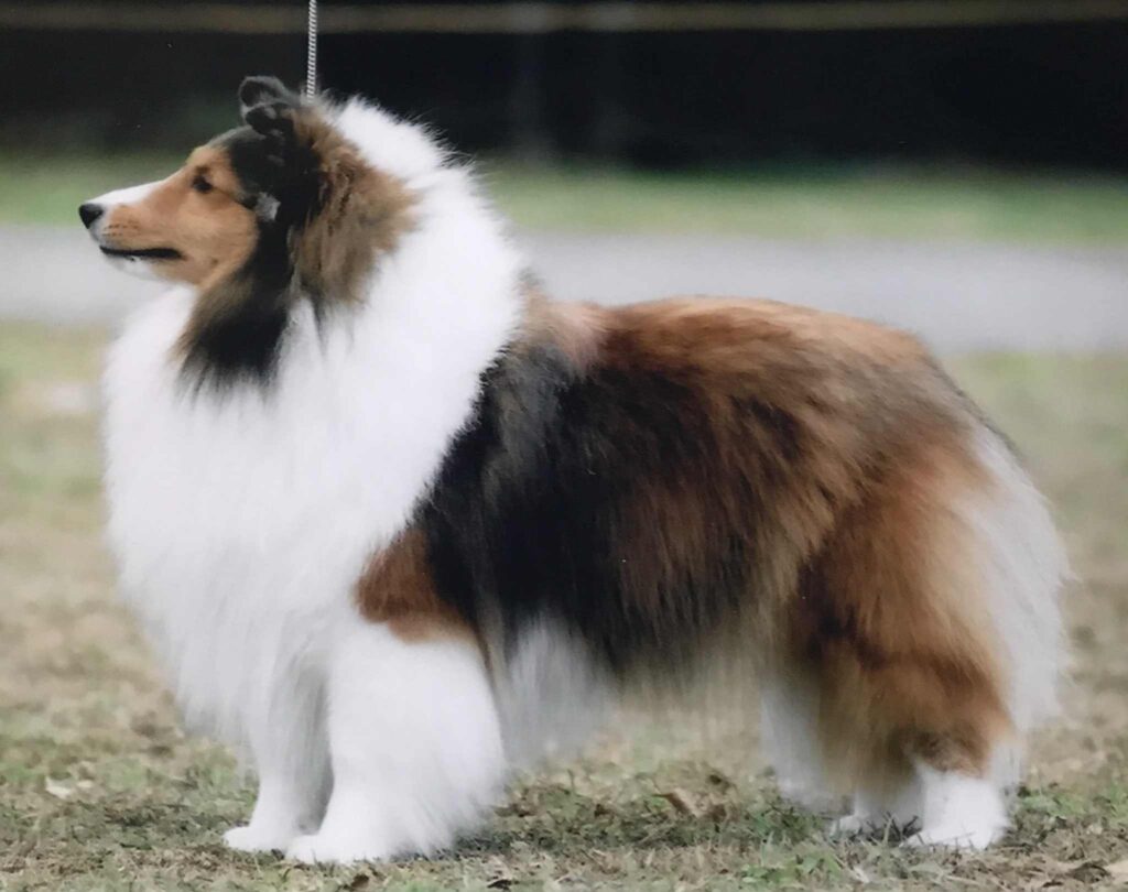 つくし（シェルティー、メス、セーブル＆ホワイト）、ジャパンケネルクラブチャンピオン、日本コリークラブグランドチャンピオン。