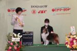 ゆず（シェルティー、メス、セーブル＆ホワイト）、ジャパンケネルクラブチャンピオン。JKC都下八南愛犬クラブ展2022年01月22日。