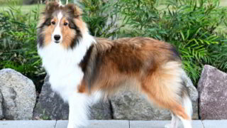 ペンペンの写真を撮りました