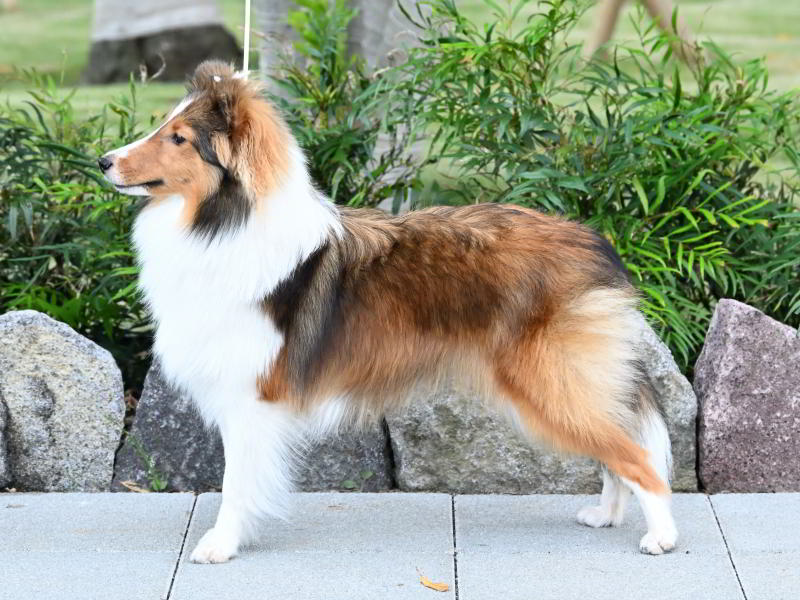 ペンペン（シェルティーの女の子、セーブル＆ホワイト、2025年03月25日産まれ）、プルメリアの子です。